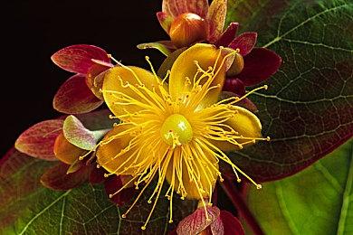 《肯泽拉传说：扎乌》–现已于 Steam 新品节推出试玩！